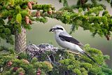 Northern Shrike