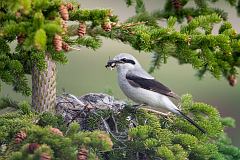 Northern Shrike