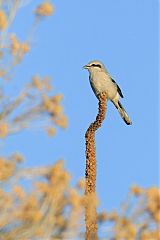 Northern Shrike