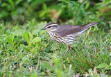 Northern Waterthrush