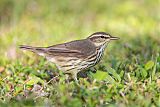 Northern Waterthrush