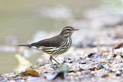 Northern Waterthrush