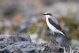 Northern Wheatearborder=