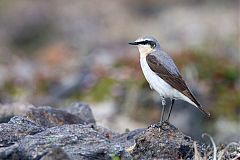 Northern Wheatear