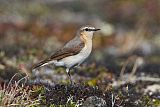Northern Wheatearborder=