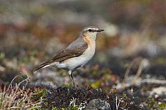 Northern Wheatear