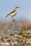 Northern Wheatearborder=