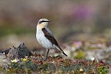 Northern Wheatearborder=