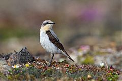 Northern Wheatear