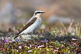 Northern Wheatearborder=