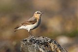 Northern Wheatearborder=