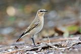 Northern Wheatear