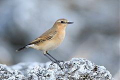 Northern Wheatear