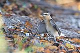 Northern Wheatearborder=