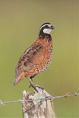 Northern Bobwhite