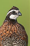 Northern Bobwhiteborder=