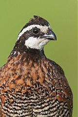 Northern Bobwhite