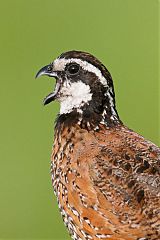 Northern Bobwhite