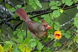 Northern Cardinalborder=