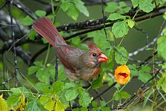 Northern Cardinal