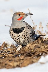 Northern Flicker