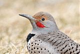 Northern Flicker