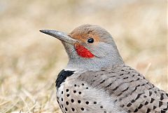 Northern Flicker