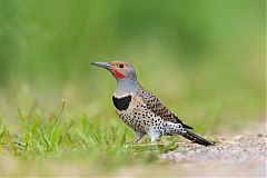 Northern Flicker