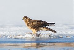 Northern Harrier