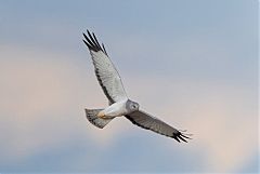 Northern Harrier