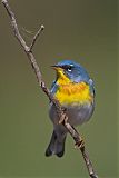 Northern Parula