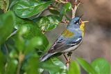 Northern Parula