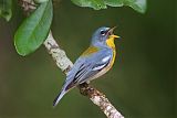 Northern Parula