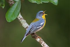 Northern Parula