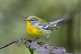 Northern Parula