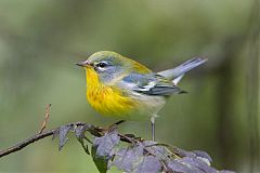 Northern Parula