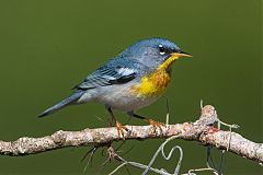 Northern Parula