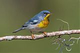 Northern Parula