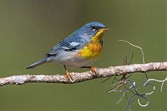 Northern Parula