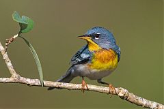 Northern Parula