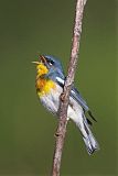 Northern Parula