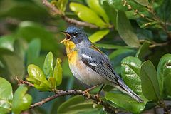 Northern Parula