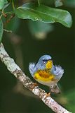 Northern Parula