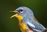 Northern Parula