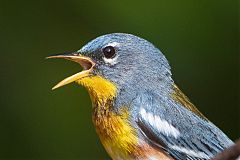 Northern Parula