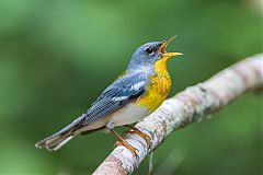 Northern Parula