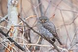 Northern Pygmy-Owl