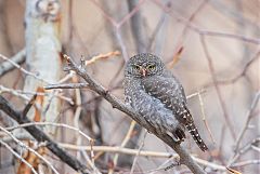 Northern Pygmy-Owl