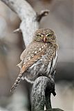 Northern Pygmy-Owl