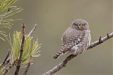 Northern Pygmy-Owl